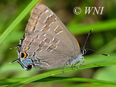 Hickory Hairstreak (Satyrium caryaevorus)